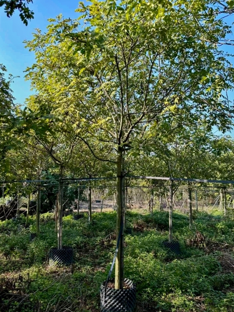 Styphnolobium japonicum (L.) Schott