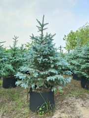 Picea pungens Engelm.