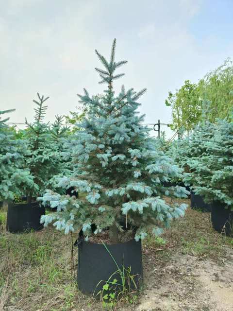 Picea pungens Engelm.