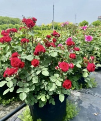 Rosa chinensis Jacq.