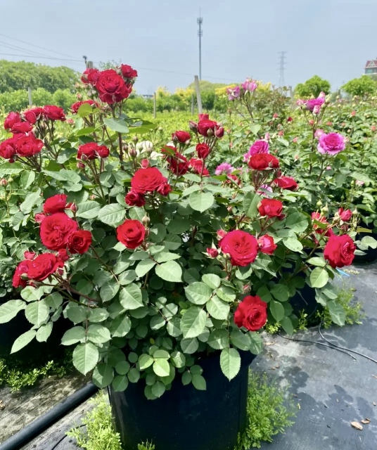 Rosa chinensis Jacq.