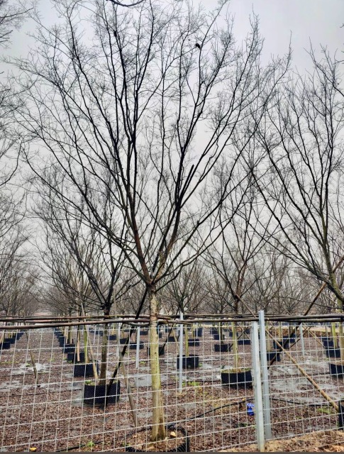 Ulmus parvifolia Jacq.