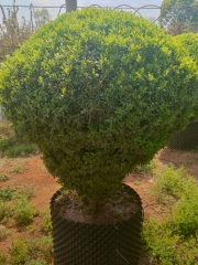 Buxus sinica (Rehder & E. H. Wilson) M. Cheng