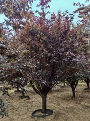 Prunus cerasifera 'Atropurpurea'