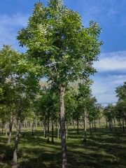 Fraxinus mandshurica Rupr.