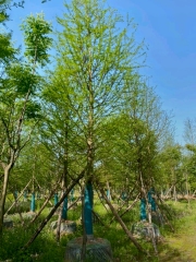 Taxodium distichum (L.) Rich.