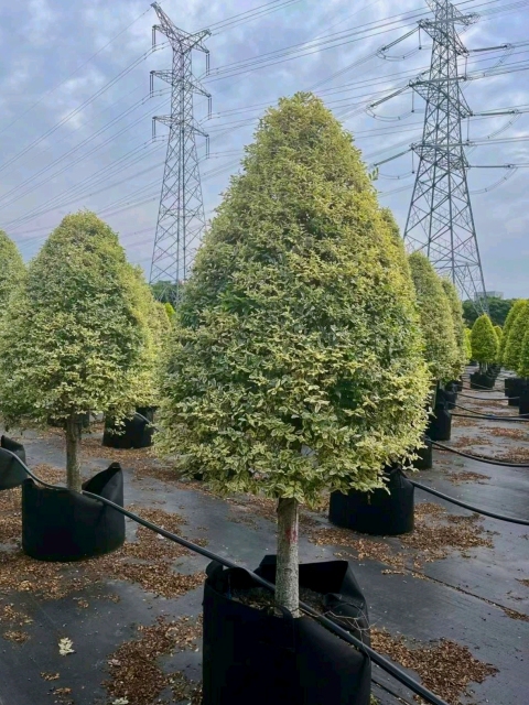 Ligustrum sinense Lour. 'Jinji'