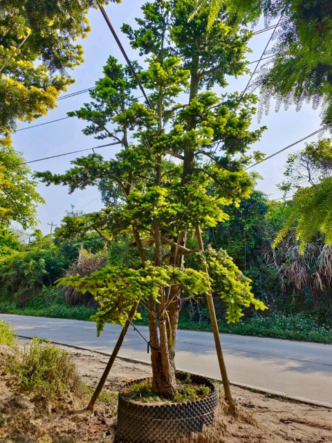 Juniperus rigida Siebold & Zucc.