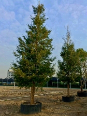 Juniperus rigida Siebold & Zucc.