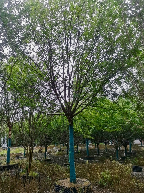 Acer buergerianum Miq.