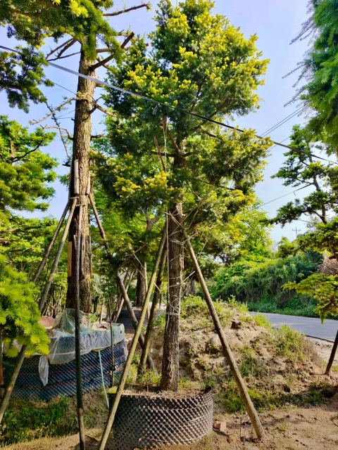 Juniperus rigida Siebold & Zucc.