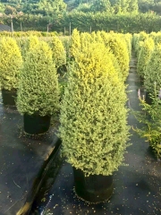 Ligustrum sinense Lour. 'Jinji'