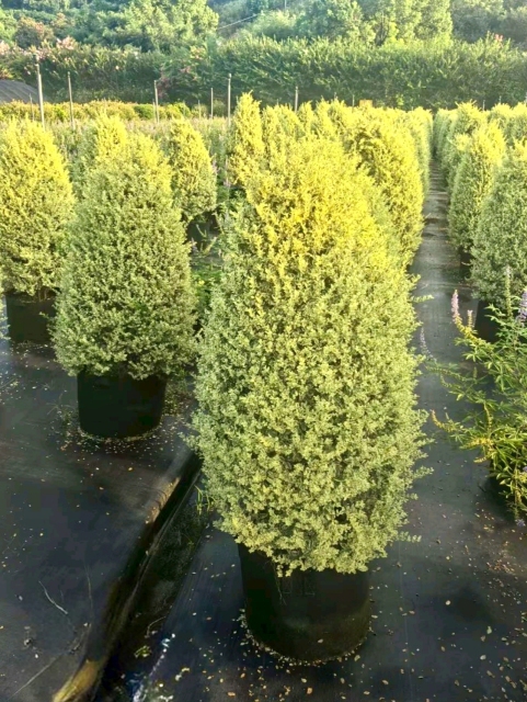 Ligustrum sinense Lour. 'Jinji'