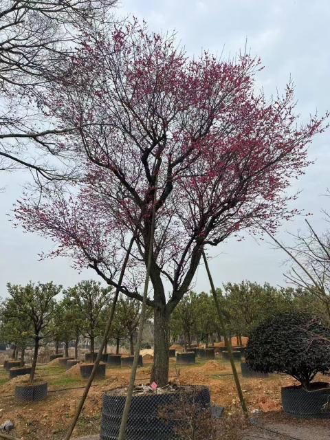 Prunus mume Siebold & Zucc.
