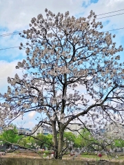 Paulownia fortunei (Seem.) Hemsl.