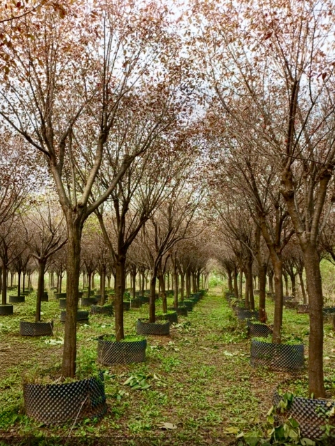 Prunus × blireana cv. Meiren