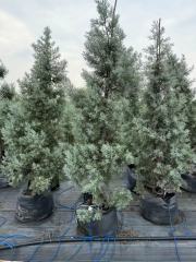 Cupressus glabra 'Blue Ice'