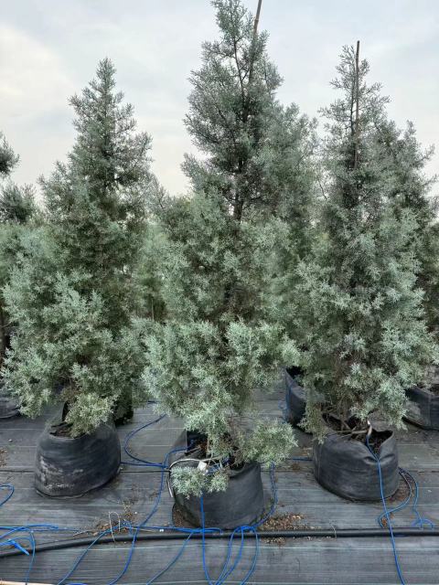 Cupressus glabra 'Blue Ice'