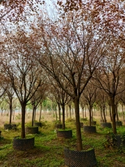 Prunus × blireana cv. Meiren