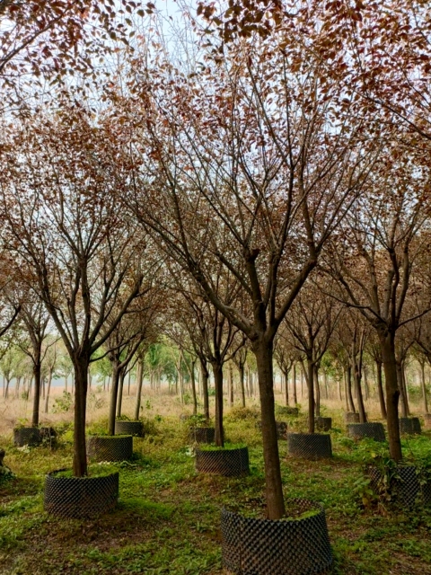 Prunus × blireana cv. Meiren