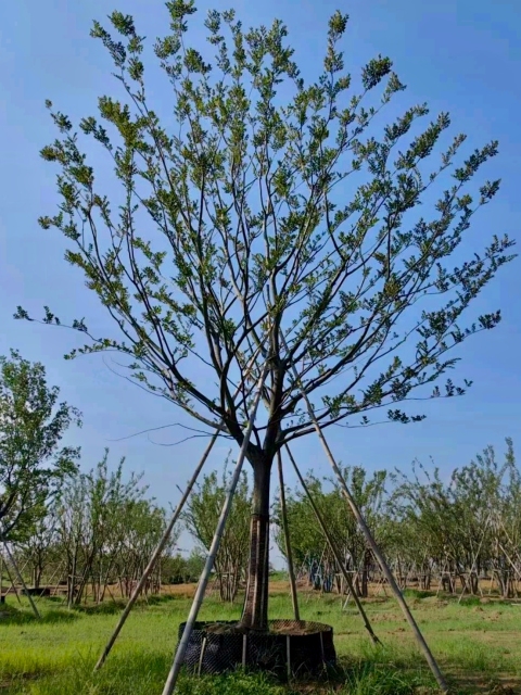 Celtis sinensis Pers.