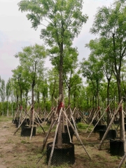 Styphnolobium japonicum (L.) Schott