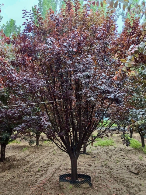 Prunus cerasifera 'Atropurpurea'