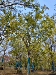 Celtis sinensis Pers.