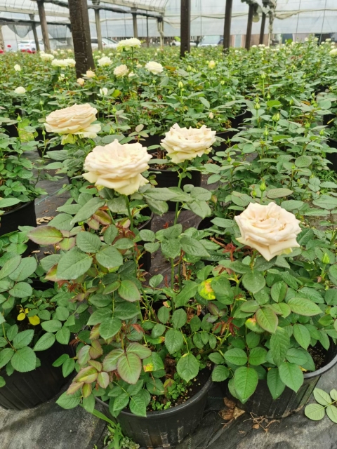 Rosa chinensis Jacq.