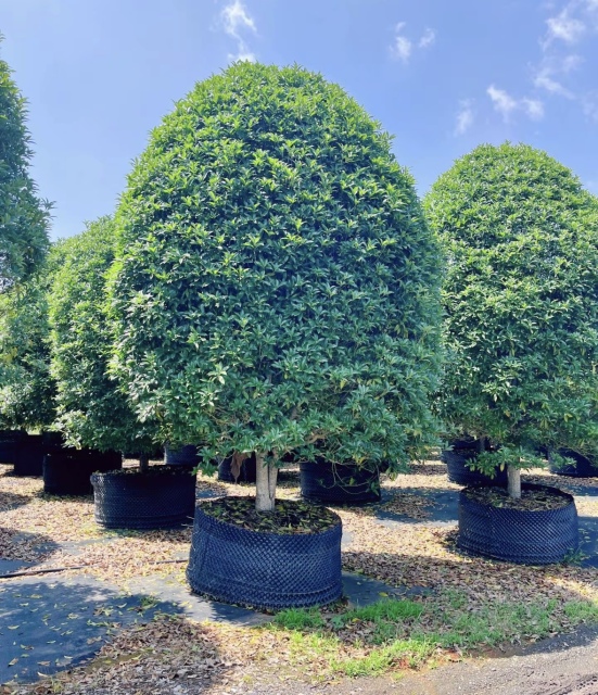 Osmanthus fragrans (Thunb.)