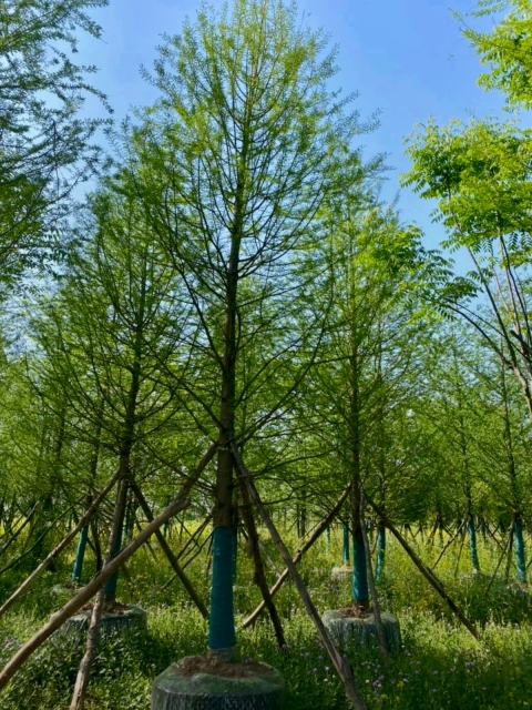Taxodium distichum (L.) Rich.