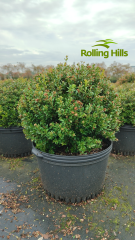 Syzygium buxifolium