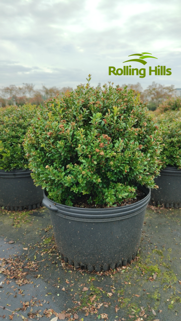Syzygium buxifolium