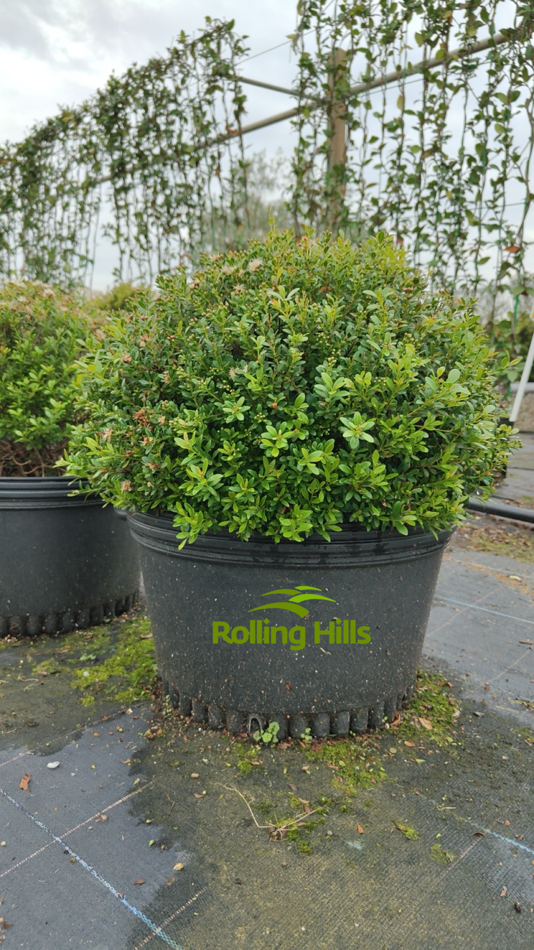 Syzygium buxifolium