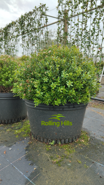 Syzygium buxifolium