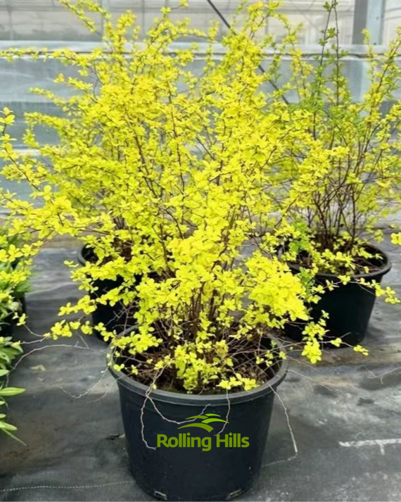 Spiraea thunbergii Siebold ex Blume