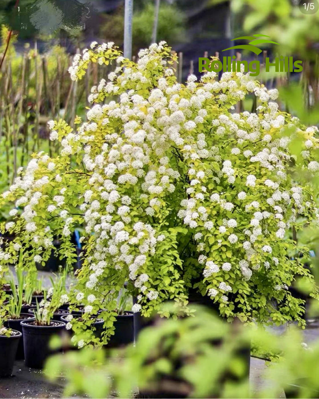 Spiraea thunbergii Siebold ex Blume