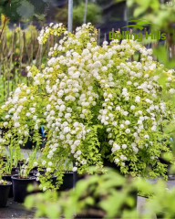 Spiraea thunbergii Siebold ex Blume