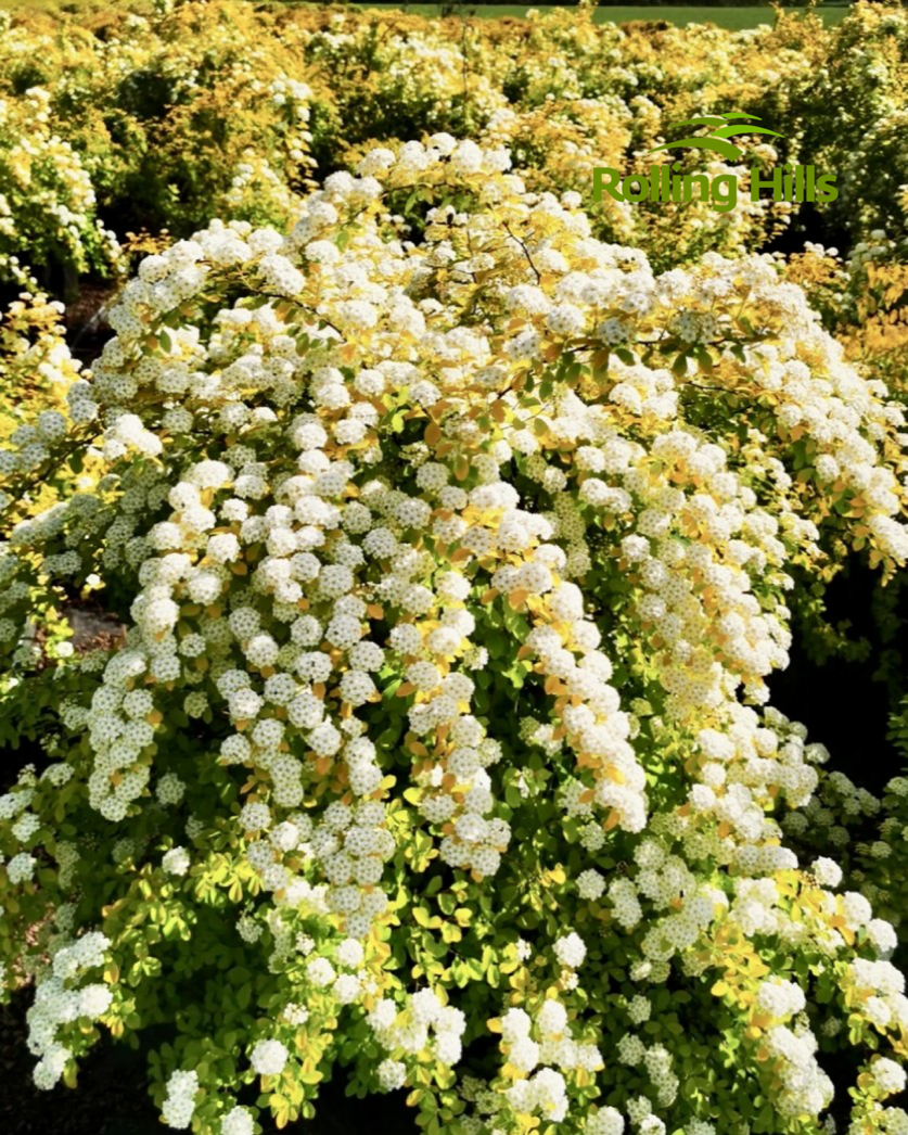 Spiraea thunbergii Siebold ex Blume