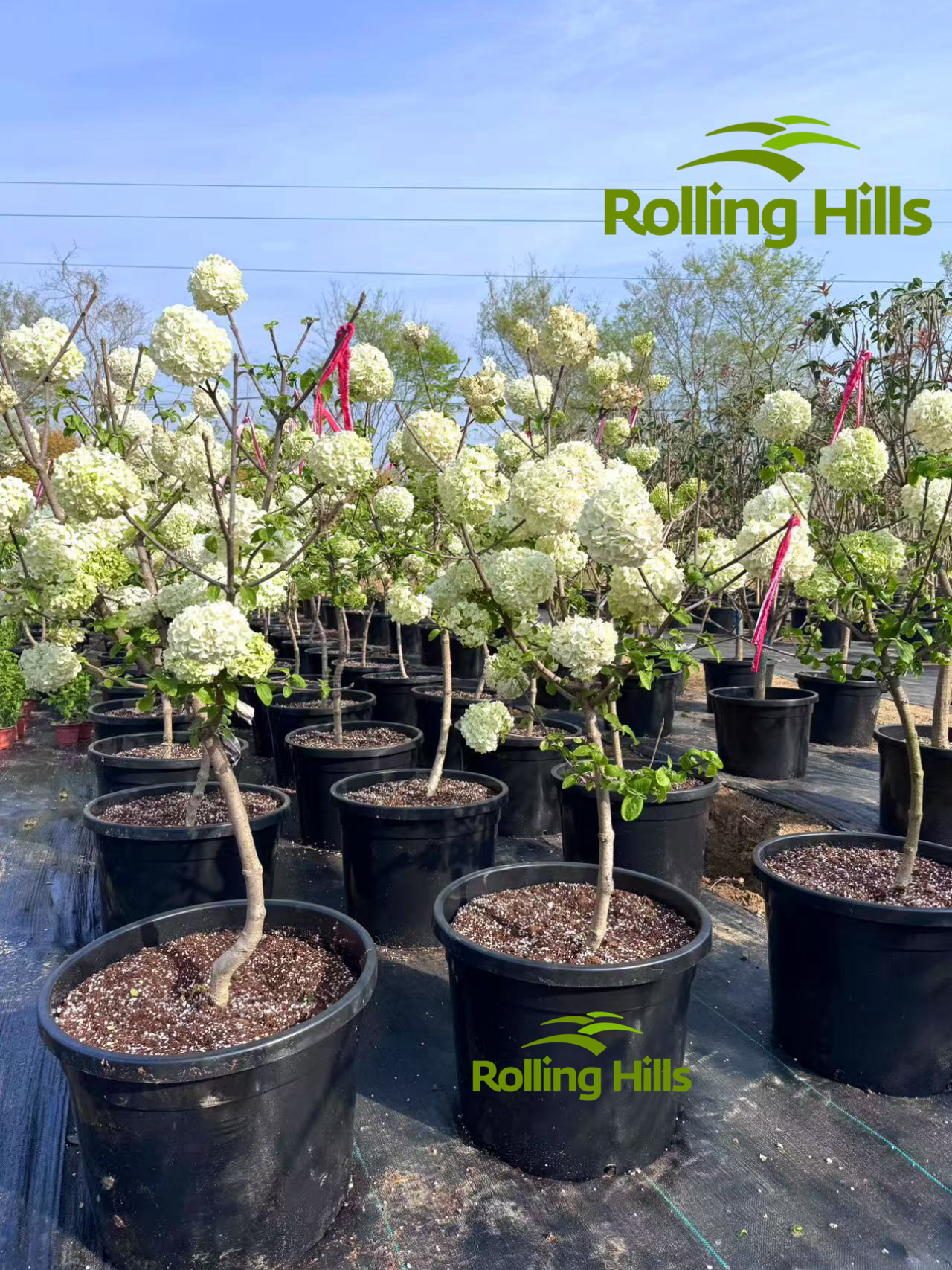 Hydrangea chinensis
