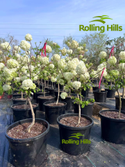 Hydrangea chinensis