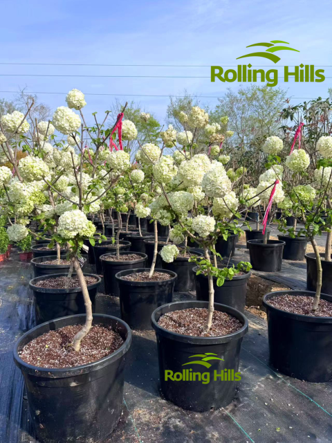 Hydrangea chinensis