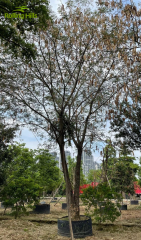 Albizia julibrissin Durazz