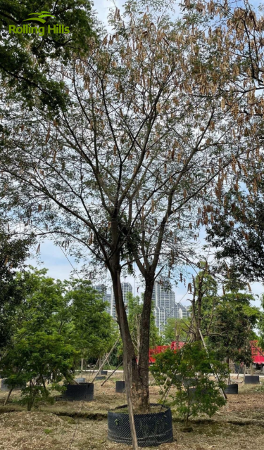 Albizia julibrissin Durazz