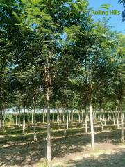 Ailanthus altissima 'Qiantou'