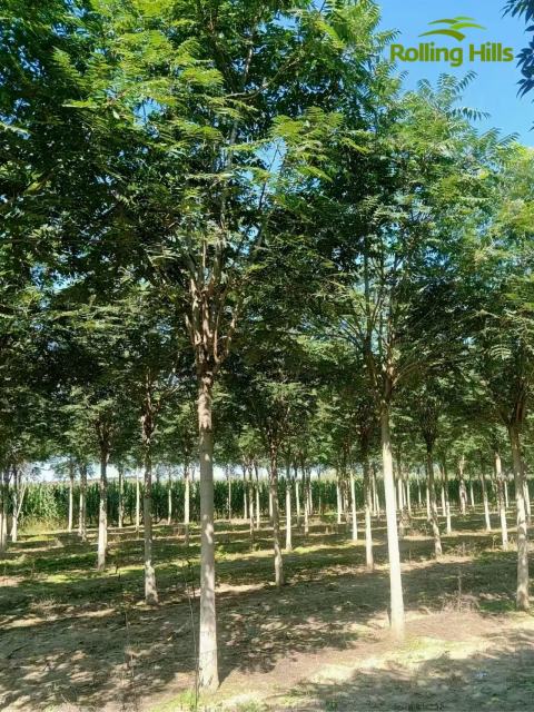 Ailanthus altissima 'Qiantou'