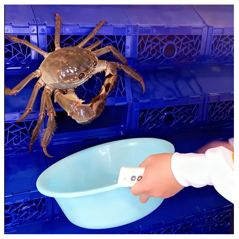 Boîte d'élevage de crabes de vase pour système RAS | YUTANK,YUTANK,Boîte d'élevage de crabes de vase pour système RAS | YUTANK