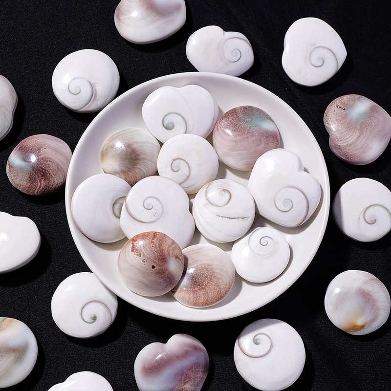 Natural sun shell marine shell fossil specimen round conch shell home decoration