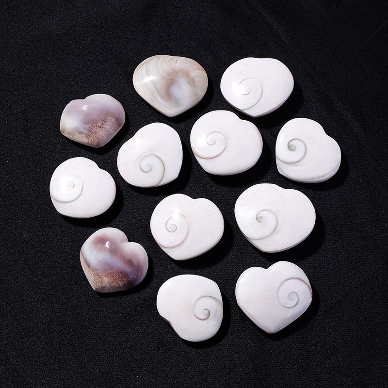 Natural sun shell marine shell fossil specimen round conch shell home decoration
