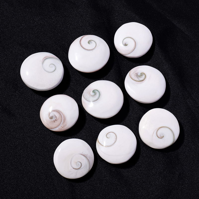 Natural sun shell marine shell fossil specimen round conch shell home decoration